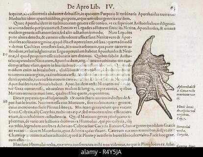 A seashell. C. Gesneri ... historiÃ¦ insectorum libellus. 1620 -. Seashell. Image taken from: C. Gesneri ... historiÃ¦ insectorum libellus, qui est de scorpione. Per C. Wolphium ... collectus, etc. . Source: 460.c.6, page 63. Language: Latin. Stock Photo