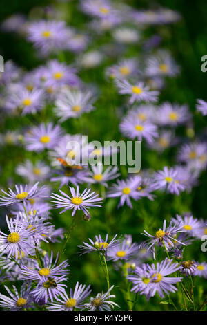 Aster Little Carlow,Symphyotrichum Little Carlow,blue flowers,blue ...