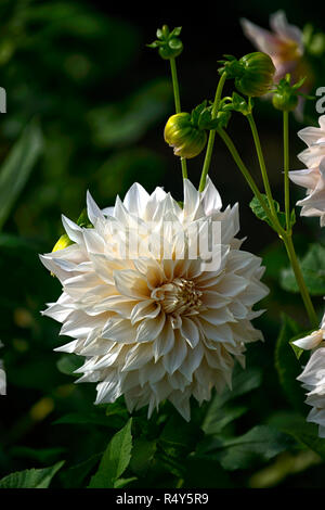 dahlia cafe au lait,white,flower,flowers,flowering,dahlias,RM Floral Stock Photo