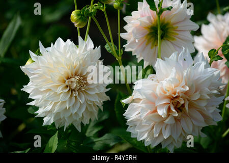 dahlia cafe au lait,white,flower,flowers,flowering,dahlias,RM Floral Stock Photo