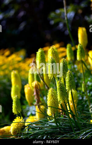 Kniphofia Bees Lemon,torch lily,red hot poker,yellow,tubular flower spike,flowers,flowering,mix,mixed,bed,border,RM Floral Stock Photo