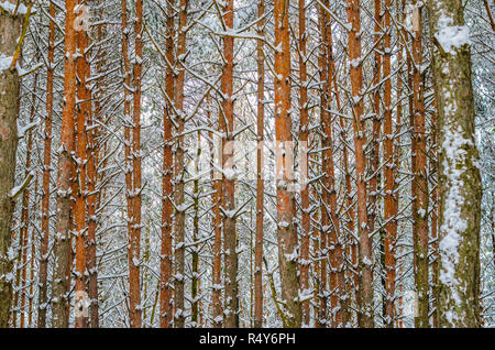 Pine forest winter background. Branches and trunks of pine trees covered with snow in the winter forest Stock Photo
