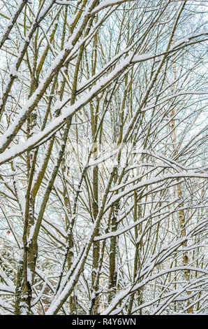 Forest winter background. Branches and trunks of trees covered with snow in the winter forest Stock Photo