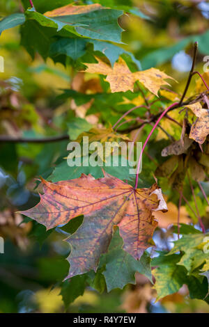 sycamore leaves on a tree in autumn. seasonal colours and autumnal sycamore leaf in red and yellow. Stock Photo