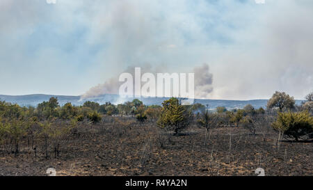 Environmental disaster - wildfires caused by global climate change Stock Photo