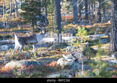 Reindeer walking in a forest in autumn in Vuotso, Lapland, Finland Stock Photo
