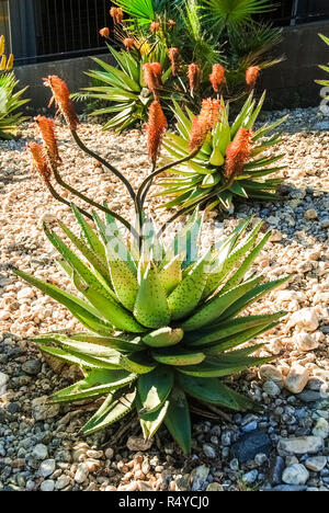 Windhoek aloe hi-res stock photography and images - Alamy