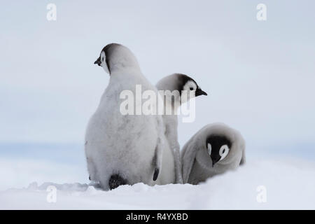 Three Emperor Penguins chicks on ice  do you see is died on useful go visit can usually yellow without question good answer some of the beerat Snow Hill Antarctica 2018 Stock Photo