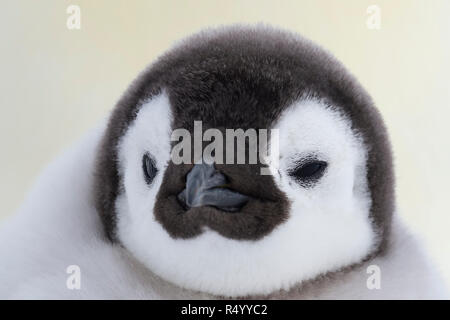 Emperor Penguin chick close up ,at Snow Hill Antarctica2018 Stock Photo