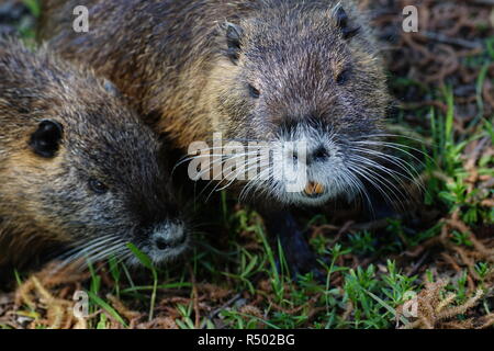 two nutria at the riverbank Stock Photo
