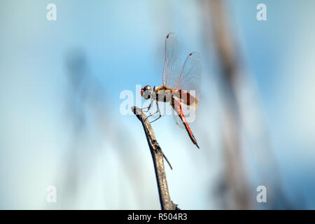 Dragonfly perched on a branch Stock Photo