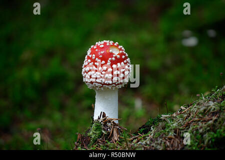 Poisonous fly agaric mushroom, Amanita muscaria, a hallucinogenic toadstool Stock Photo