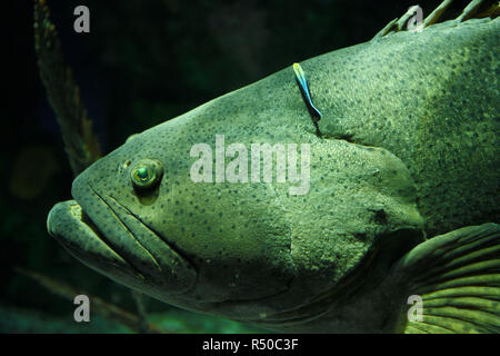 Giant Atlantic Goliath Grouper fish head being cleaned by a bluestreak cleaner wrasse at Ripley's Aquarium Toronto Stock Photo