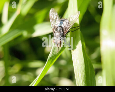 a big ugly fly resting on a grass leaf in the sunlight with full detail close up macro in late afternoon spring meadow Stock Photo