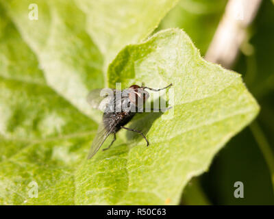 a black big fly with big brown eyes clear crisp sharp close up macro of insect outside resting on a leaf in the late afternoon spring summer heat and light forest Stock Photo