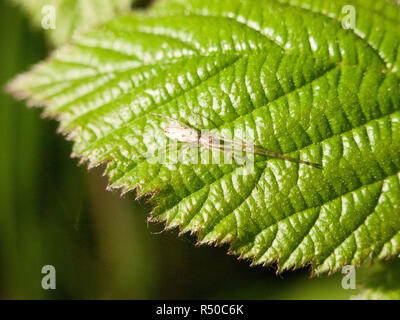 close up of a translucent spider with long legs and many black little eyes resting upon a leaf in late afternoon spring Stock Photo