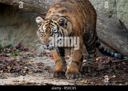Cute sumatran tiger cub (Panthera tigris sumatrae)