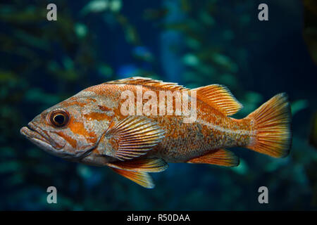 Orange Vermilion Rockfish Pacific ocean fish in kelp forest of the North American coast Stock Photo