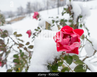 Closeup of red little rose on snow background useful how decoration Stock Photo