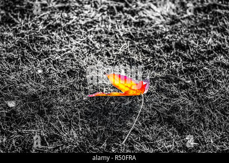 A single leaf lying on the grass. Photo processed with selective color.