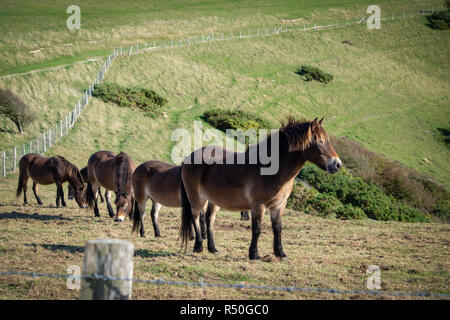 Exmoor ponies are a hardy native breed, ideally suited to grazing, able to thrive on the relatively poor quality forage of chalk grassland. Stock Photo