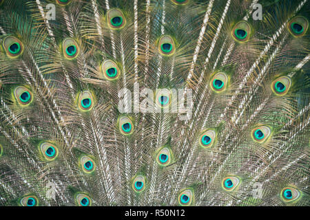 peacock feathers close up Stock Photo