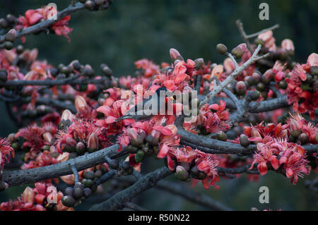 Bird perching on the Silk Cotton tree also know as Bombax ceiba, Shimul ...