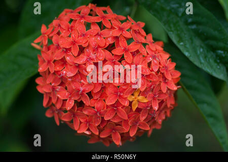 Ixora known as Jungle geranium, Junble Flame, Rugmini, Rangan, is a common flowering shrub native to Asia. Its botanical name: Ixora coccinea. Banglad Stock Photo