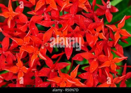 Ixora known as Jungle geranium, Junble Flame, Rugmini, Rangan, is a common flowering shrub native to Asia. Its botanical name: Ixora coccinea. Banglad Stock Photo