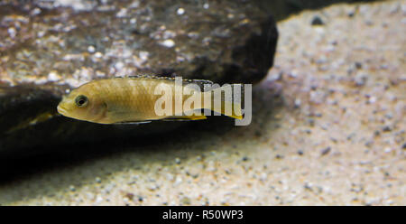 juvenile labidochromis perlmutt cichlid, a tropical fish from the lake malawi in Africa. Stock Photo