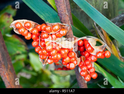 Iris foetidissima var. citrina lots of bright orange seeds in seed pod Stock Photo