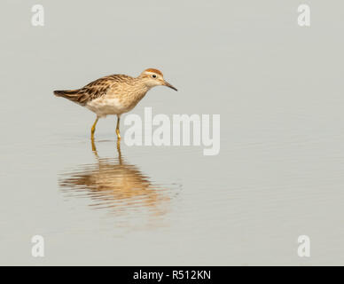 The Sharp-tailed Sandpiper (Calidris acumiata)is the most dinky-di of all migratory shorebirds that visit Australia, Stock Photo