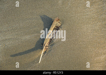 Feather on sandy beach at Morro Bay, California. Stock Photo