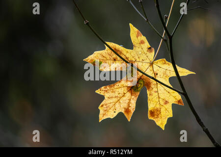 Bigleaf maple tree leaf in fall; Silver Falls State Park, Oregon. Stock Photo