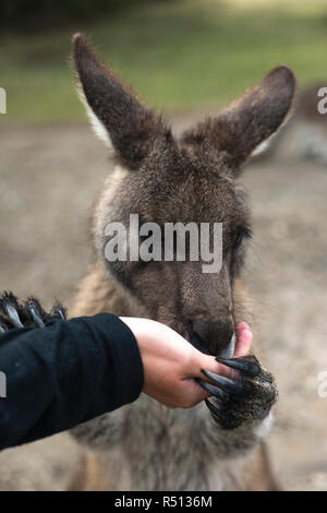 Close up Kangaroo eating from hand Stock Photo