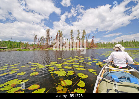 Trees and Marsh in Cross Bay lake in the Boundary waters Stock Photo