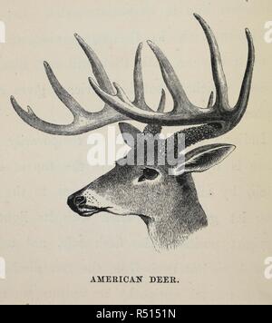 American Deer. The Sportsman and Naturalist in Canada, or notes on the Natural History of the Game, Game Birds, and Fish of that Country ... Illustrated with coloured plates and woodcuts. London, 1866. Source: 10470.i.4. p. 102. Author: ANON. King, Major William Ross. Stock Photo