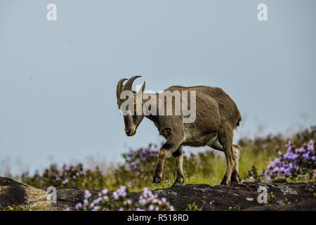 Loving scene of Nilgiri Tahr looking through the blooming bushes of Eravikulam National Park, Munnar, Kerala, India Stock Photo