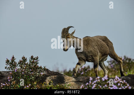 Loving scene of Nilgiri Tahr looking through the blooming bushes of Eravikulam National Park, Munnar, Kerala, India Stock Photo