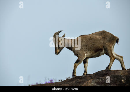 Loving scene of Nilgiri Tahr looking through the blooming bushes of Eravikulam National Park, Munnar, Kerala, India Stock Photo