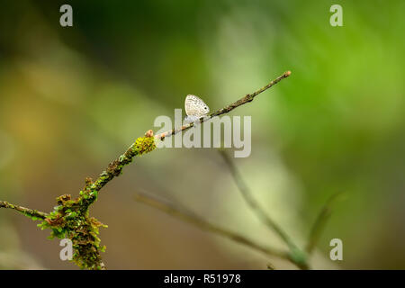 Common Hedge Blue butterfly on nature background Stock Photo