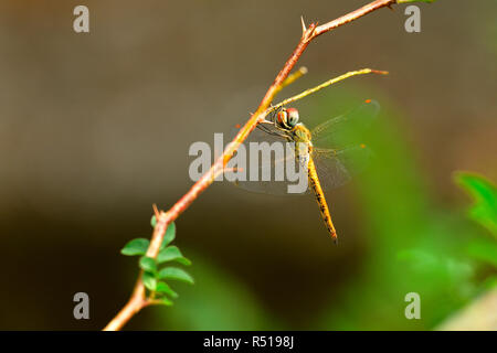 Colorful dragonfly on a plant, isolated on natural background Stock Photo