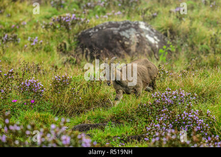 Loving scene of Nilgiri Tahr looking through the blooming bushes of Eravikulam National Park, Munnar, Kerala, India Stock Photo