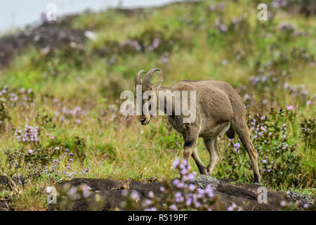 Loving scene of Nilgiri Tahr looking through the blooming bushes of Eravikulam National Park, Munnar, Kerala, India Stock Photo