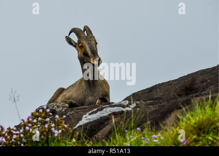 Loving scene of Nilgiri Tahr looking through the blooming bushes of Eravikulam National Park, Munnar, Kerala, India Stock Photo