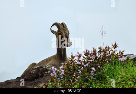 Loving scene of Nilgiri Tahr looking through the blooming bushes of Eravikulam National Park, Munnar, Kerala, India Stock Photo