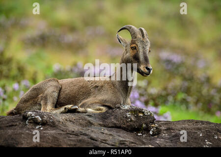 Loving scene of Nilgiri Tahr looking through the blooming bushes of Eravikulam National Park, Munnar, Kerala, India Stock Photo