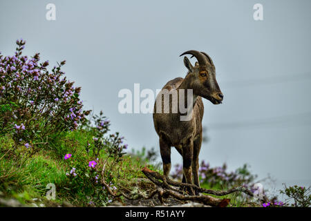 Loving scene of Nilgiri Tahr looking through the blooming bushes of Eravikulam National Park, Munnar, Kerala, India Stock Photo