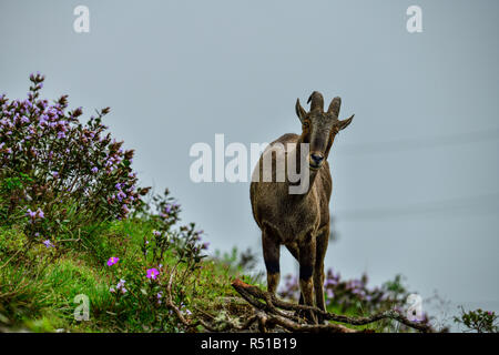 Loving scene of Nilgiri Tahr looking through the blooming bushes of Eravikulam National Park, Munnar, Kerala, India Stock Photo