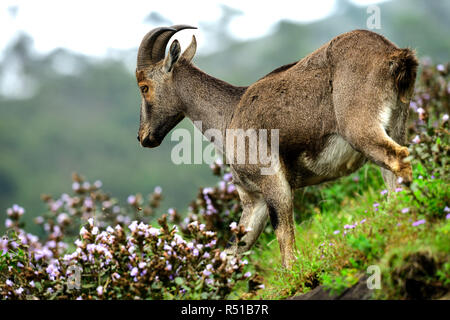 Loving scene of Nilgiri Tahr looking through the blooming bushes of Eravikulam National Park, Munnar, Kerala, India Stock Photo